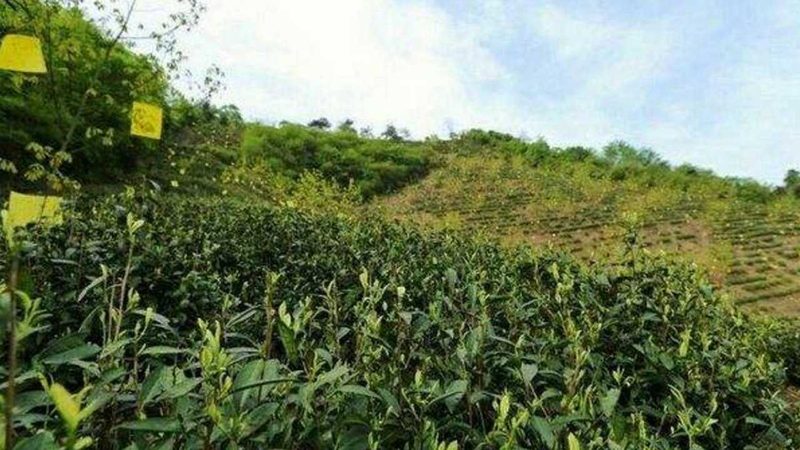 精准成本控制：揭秘粮食种植收益提升关键